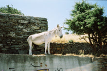 Charger l'image dans la galerie, Grand tirage photo (93x66cm)