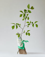 Charger l'image dans la galerie, Les foulards