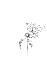 Charger l'image dans la galerie, Les esquisses de fleurs - Atelier Lamarck