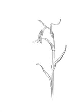Charger l'image dans la galerie, Les esquisses de fleurs - Atelier Lamarck