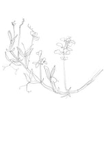 Charger l'image dans la galerie, Les esquisses de fleurs - Atelier Lamarck