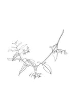 Charger l'image dans la galerie, Les esquisses de fleurs - Atelier Lamarck