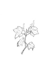 Charger l'image dans la galerie, Les esquisses de fleurs - Atelier Lamarck